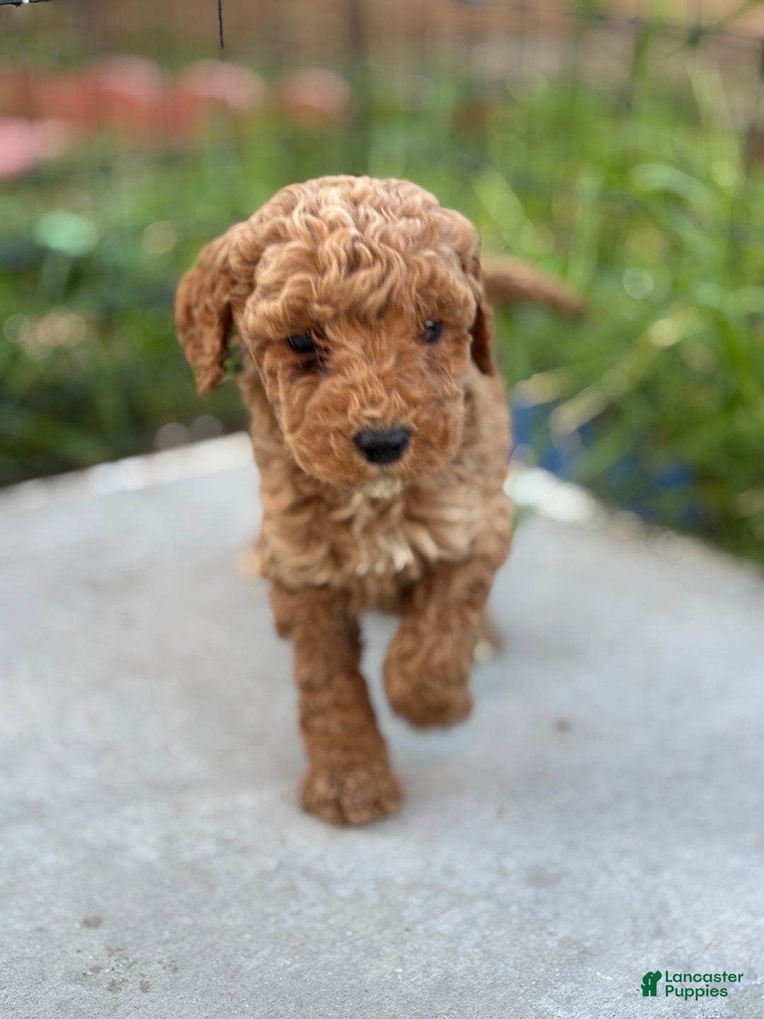 Standard Poodle dogs for sale: Charlie - Ad 8