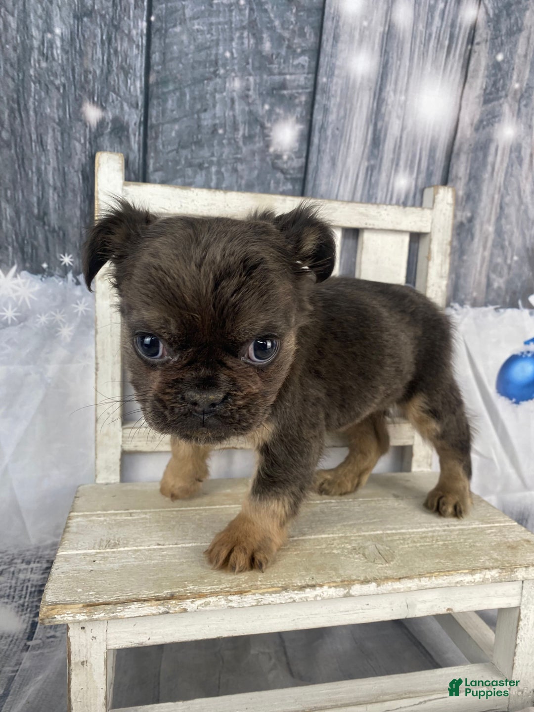 French Bulldog dogs for sale: Laken - Ad 12