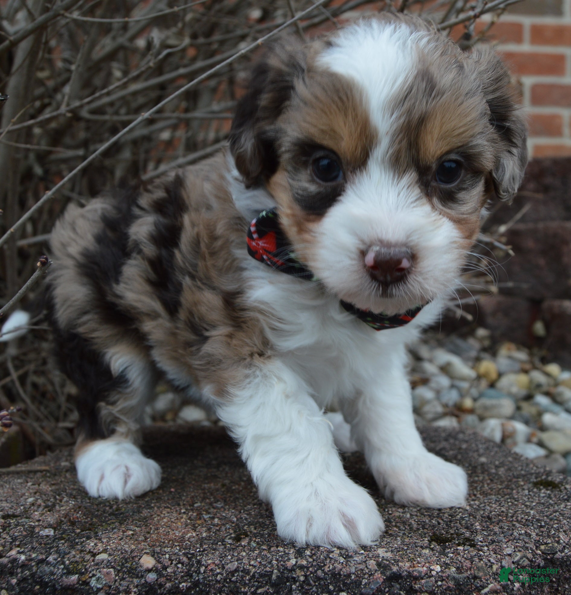 Mini Aussiedoodle dogs Toy Angel - Ad 14