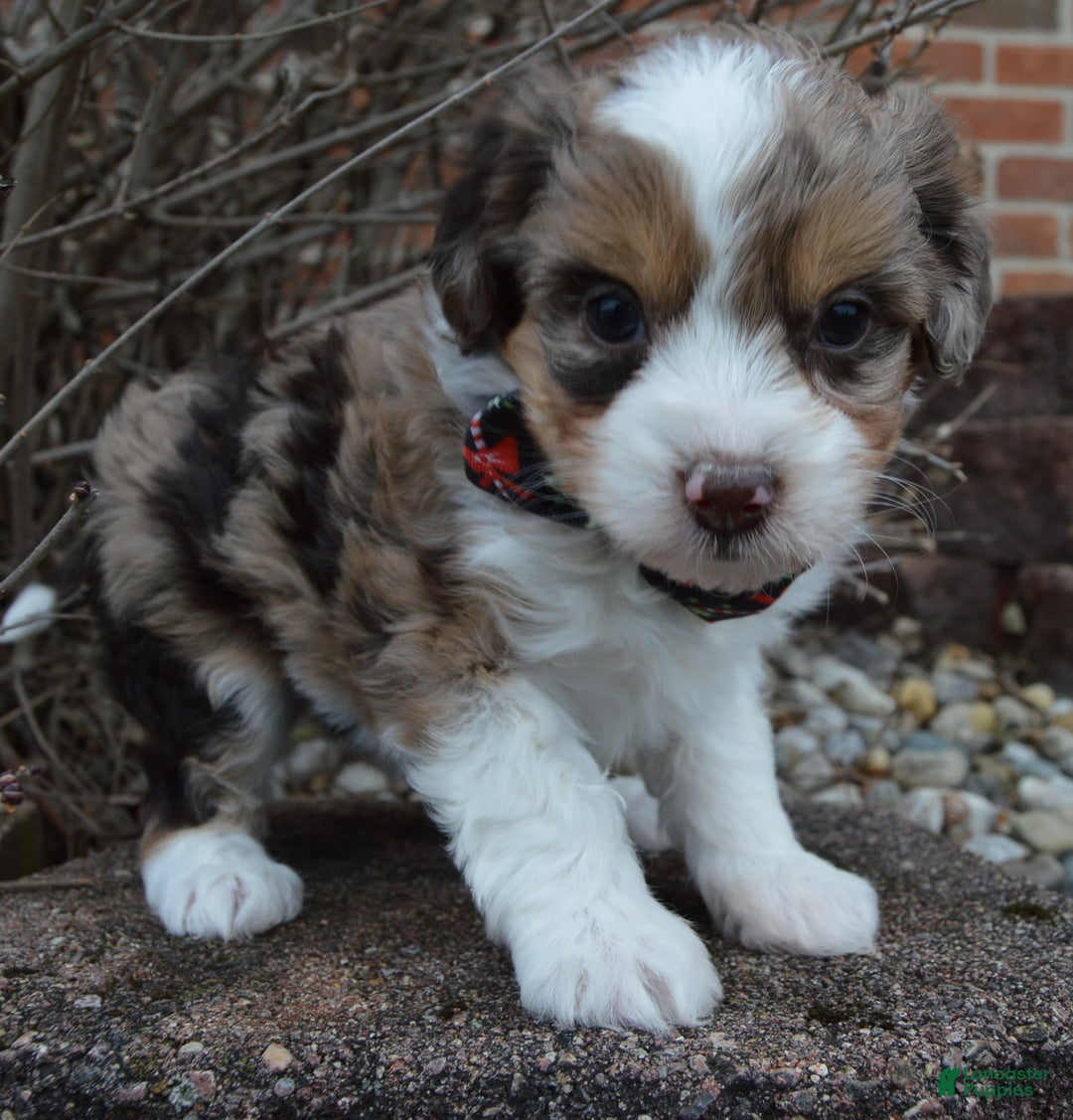 Mini Aussiedoodle dogs for sale: Toy Angel - Ad 1