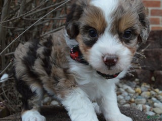 Mini Aussiedoodle dogs Toy Angel - Ad 7