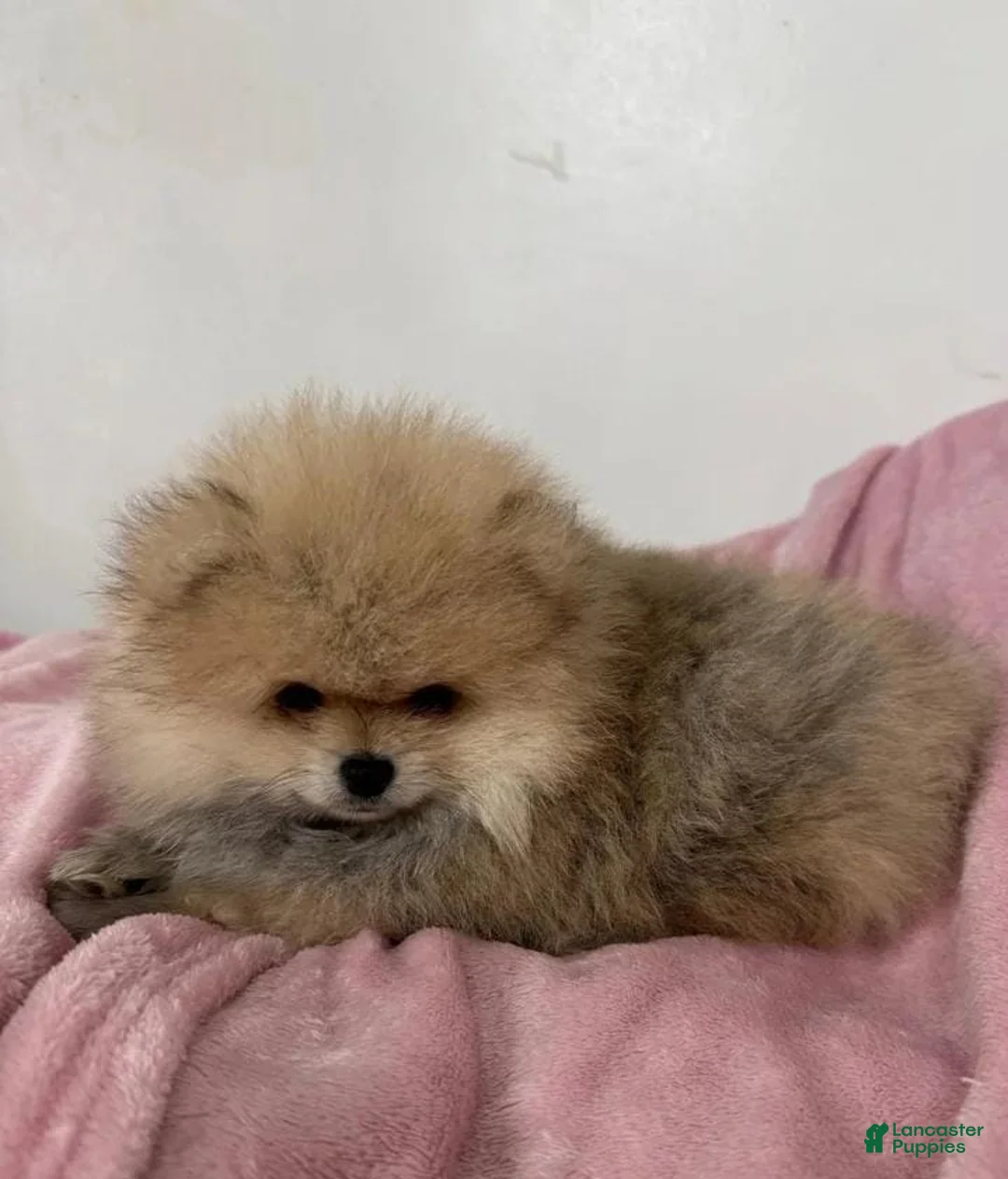Pomeranian dogs for sale: Maya - Ad 18