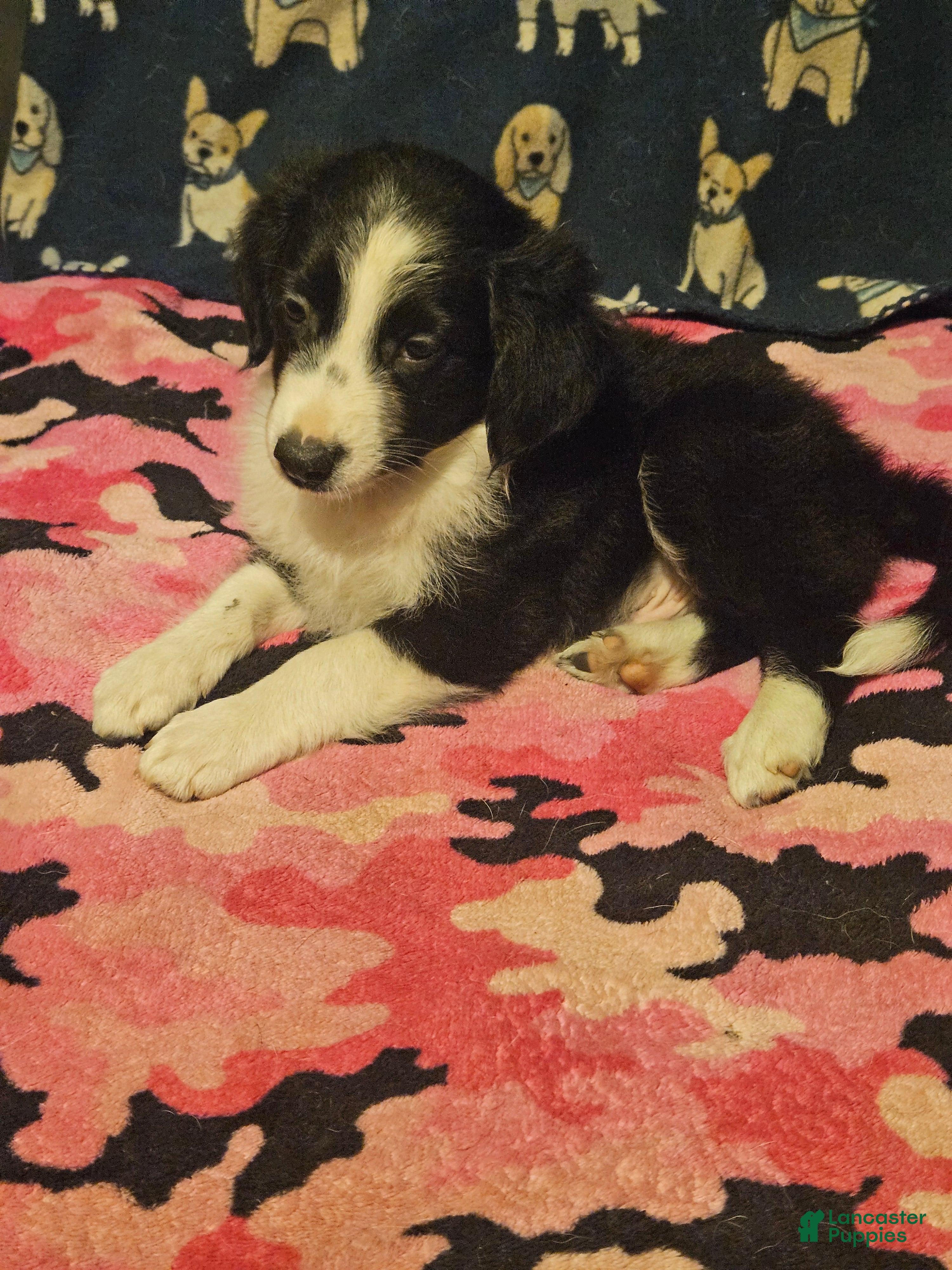 Border Collie dogs Noddy - Ad 42