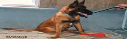 Belgian Malinois dogs for sale: Bruno - Ad 3