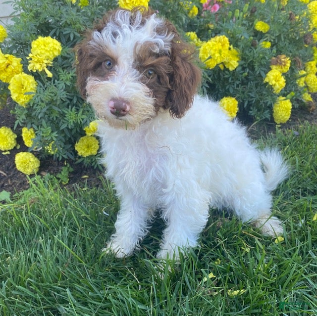 Cavapoo dogs Alice - Ad 1