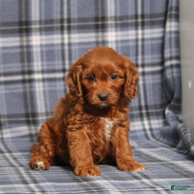 Cavapoo dogs BJ's Unicorn - Ad 1