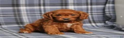 Cavapoo dogs for sale: BJ's Unicorn - Ad 1