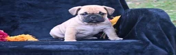 Mixed Breed dogs for sale: Buddy - Ad 6