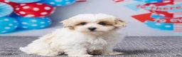 Maltipoo dogs for sale: Tyler - Ad 5