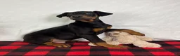 Doberman Pinscher dogs for sale: Duke - Ad 4