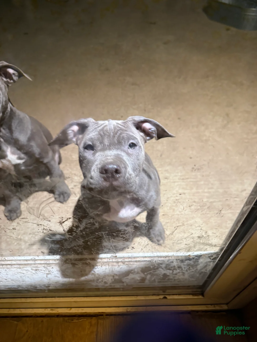 American Bully dogs for sale: Paige - Ad 1