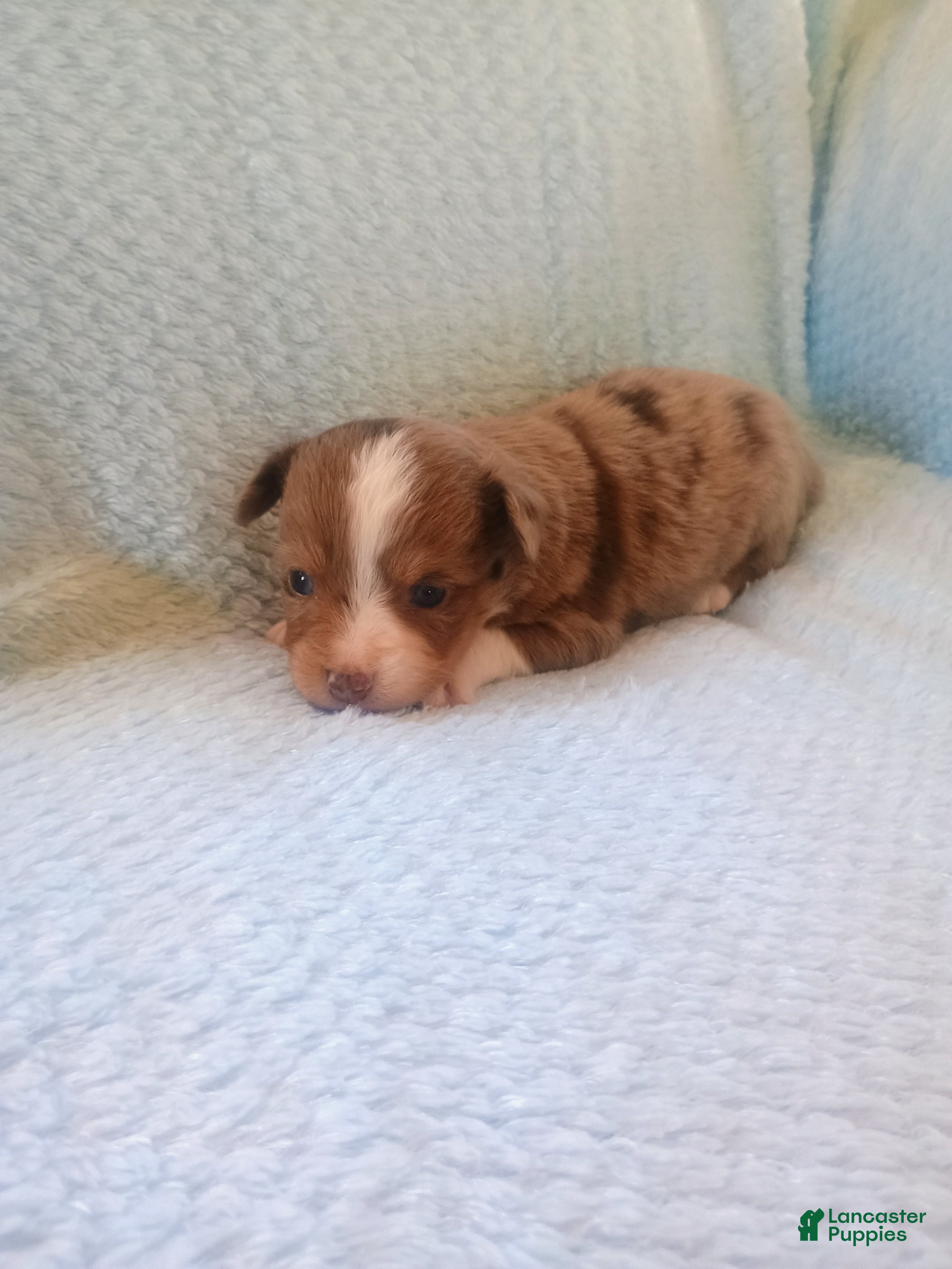 Toy Australian Shepherd dogs Toy Australian Shepherd Puppy 2 - Ad 9