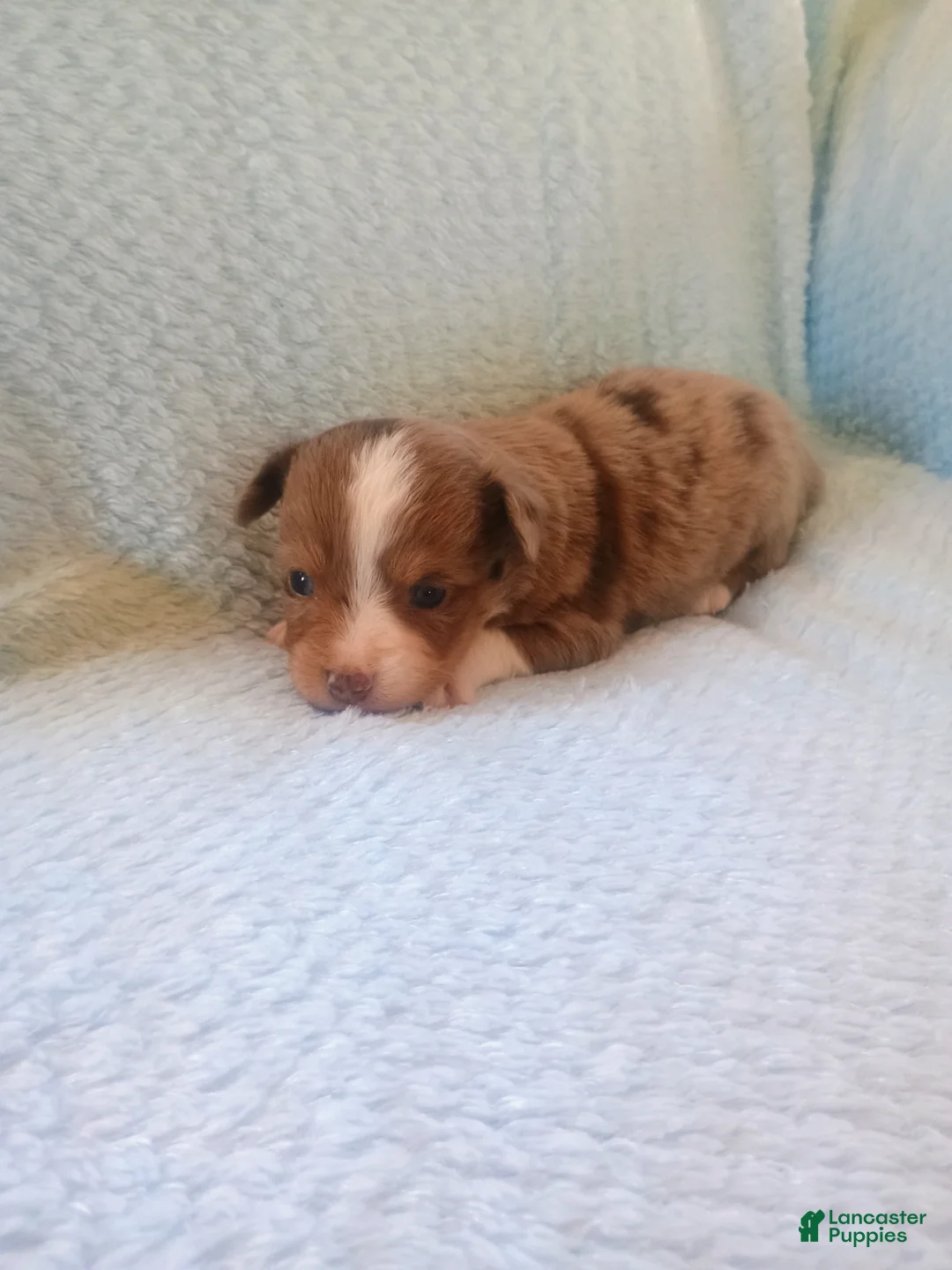 Toy Australian Shepherd dogs for sale: Toy Australian Shepherd Puppy 2 - Ad 1