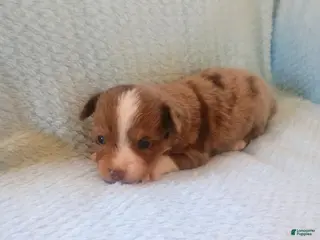 Toy Australian Shepherd dogs Toy Australian Shepherd Puppy 2 - Ad 9