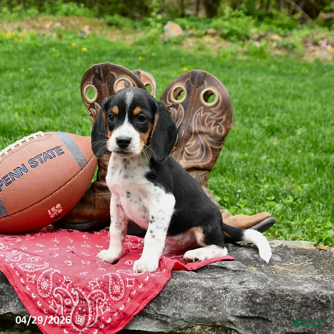 Beagle dogs for sale: Snoopy - Ad 2