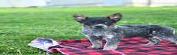 Australian Cattle Dog dogs for sale: Ruffles - Ad 3