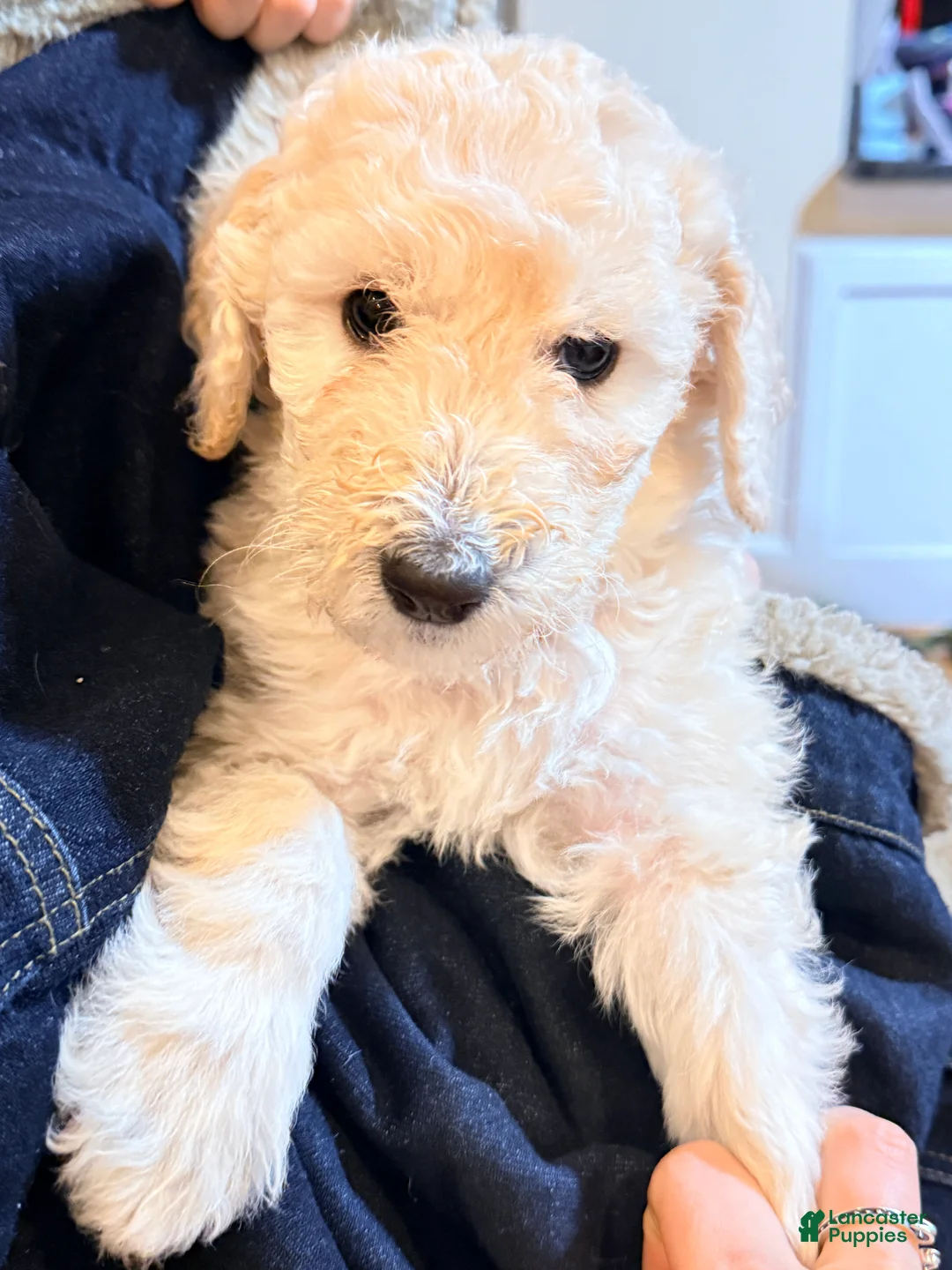 Standard Poodle dogs for sale: Standard Poodle Puppy 4 - Ad 16