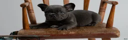French Bulldog dogs for sale: blue boy - Ad 1