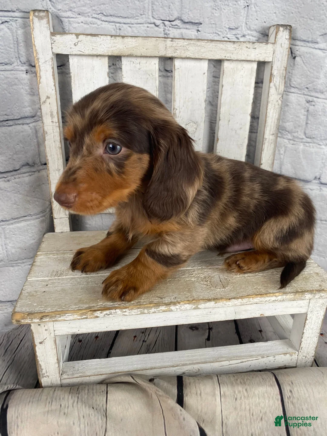 Miniature Dachshund dogs for sale: Remi - Ad 13