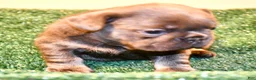 French Bulldog dogs for sale: French Bulldog 2 - Ad 14