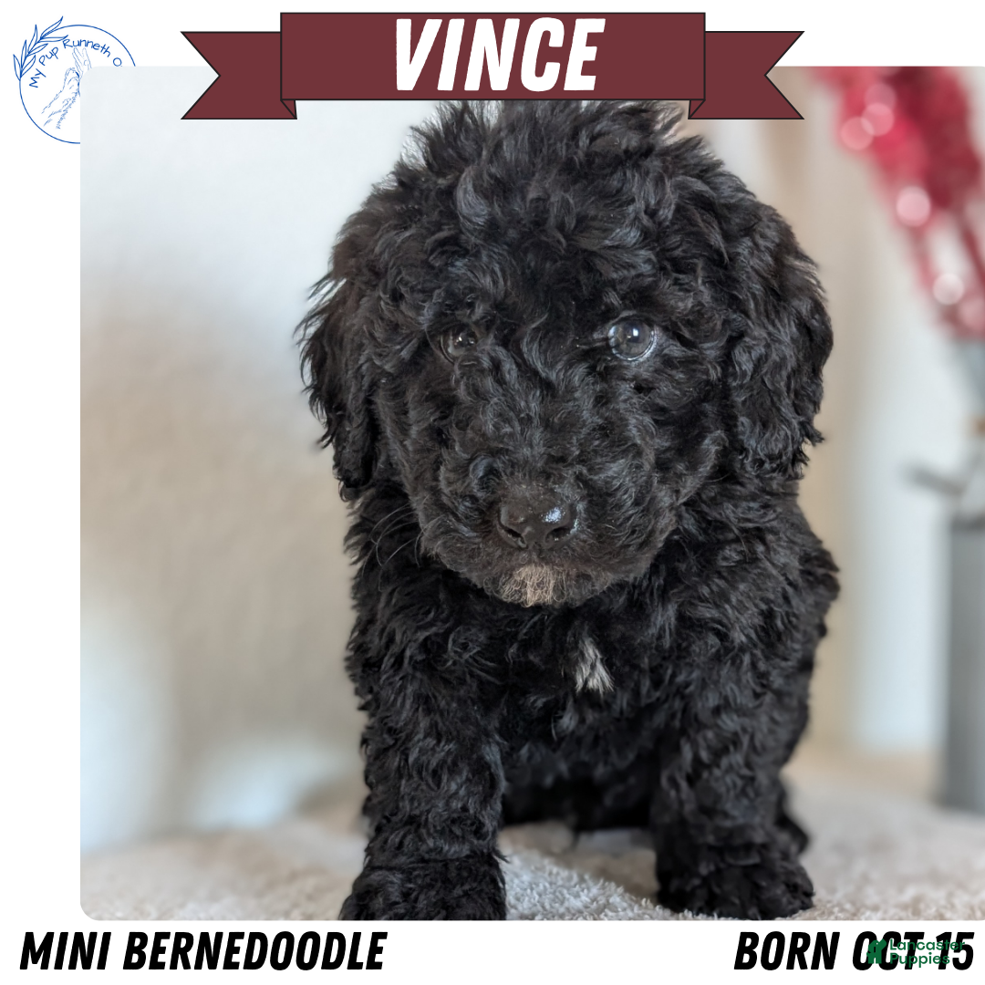 Mini Bernedoodle dogs Vince - Ad 19