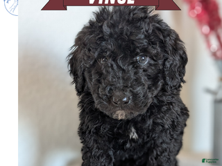 Mini Bernedoodle dogs Vince - Ad 26