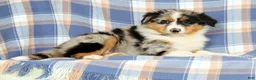 Australian Shepherd dogs for sale: Mae - Ad 4