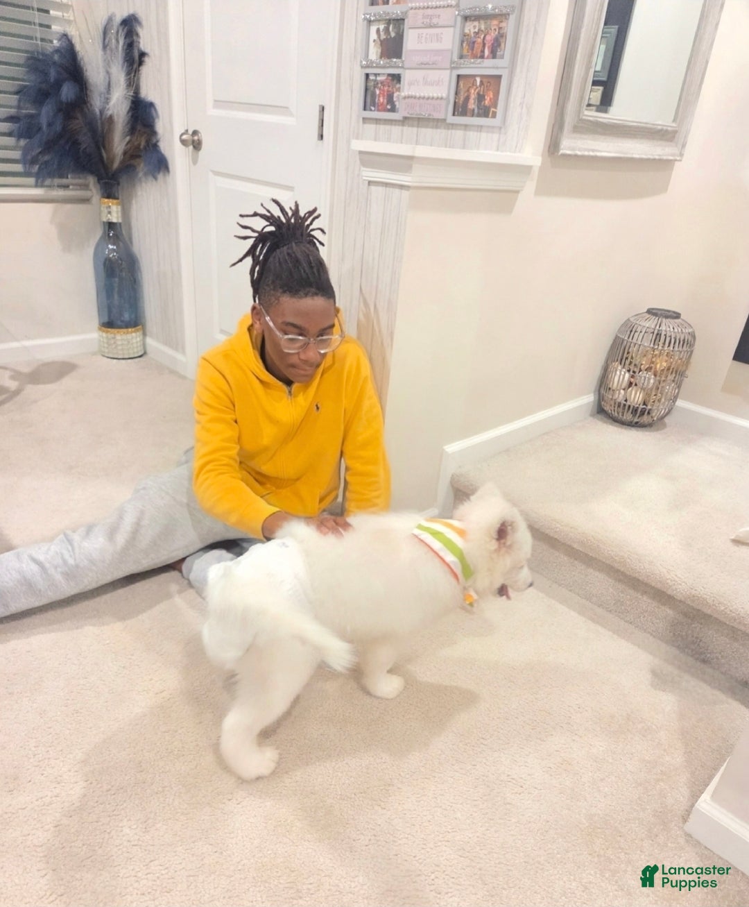 Samoyed dogs for sale: Rainbow - Ad 3