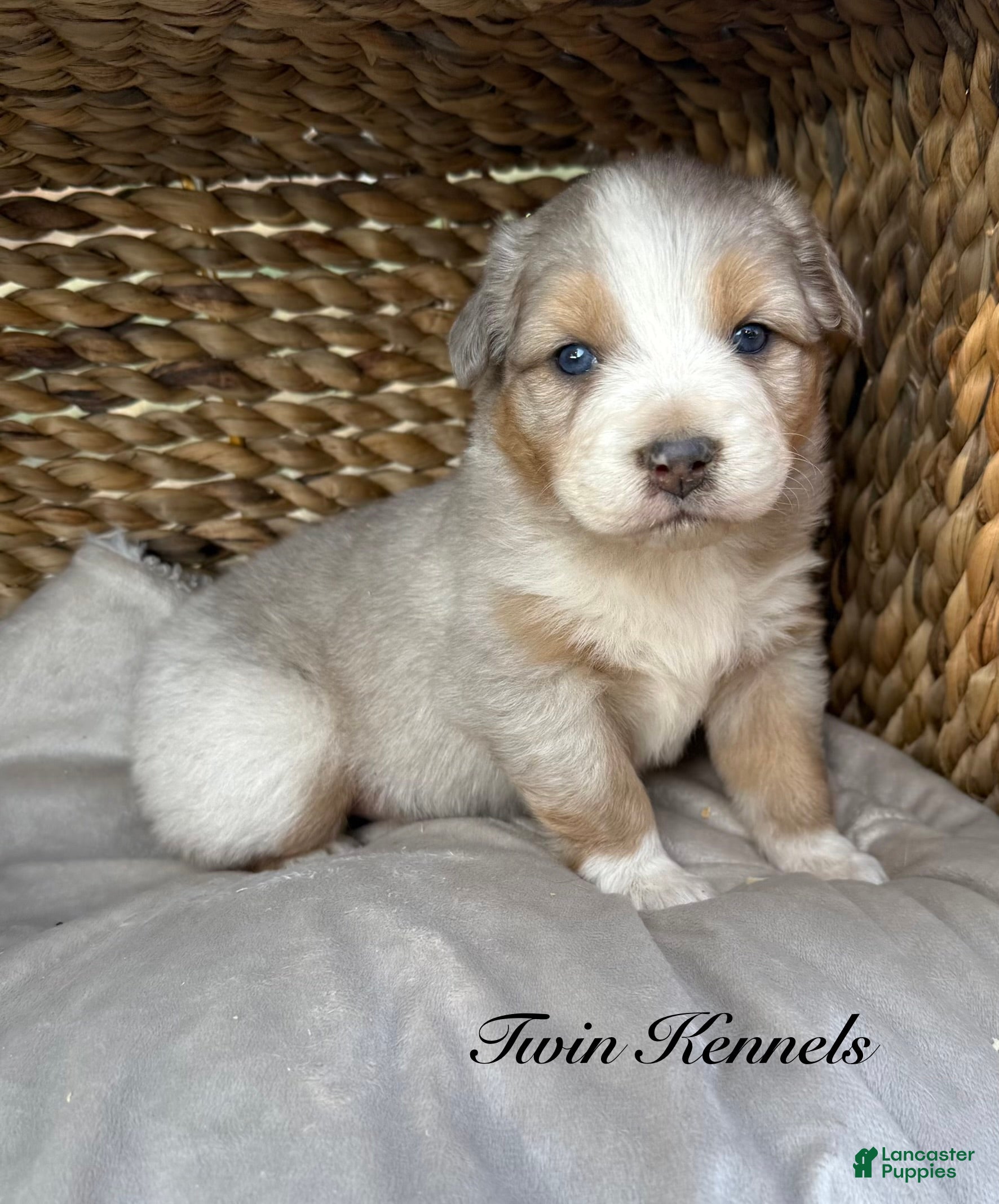 Australian Shepherd dogs Sylvia  - Ad 1