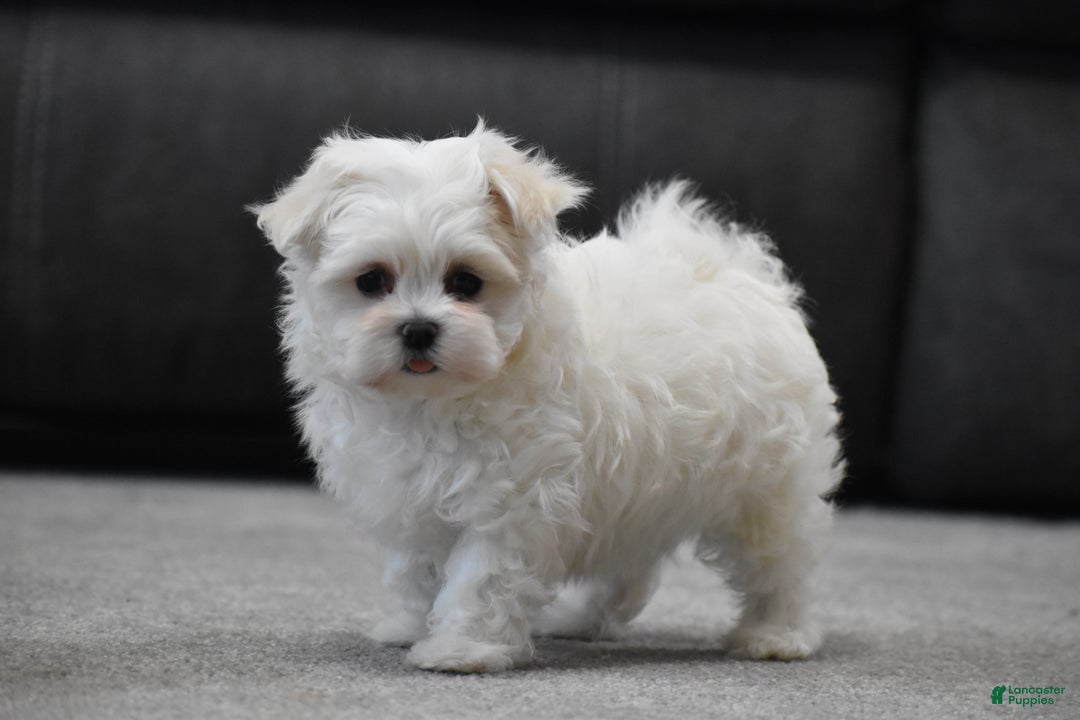 Maltese dogs for sale: Scamp - Ad 1