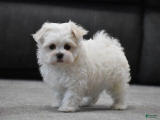 Maltese dogs Scamp - Ad 6