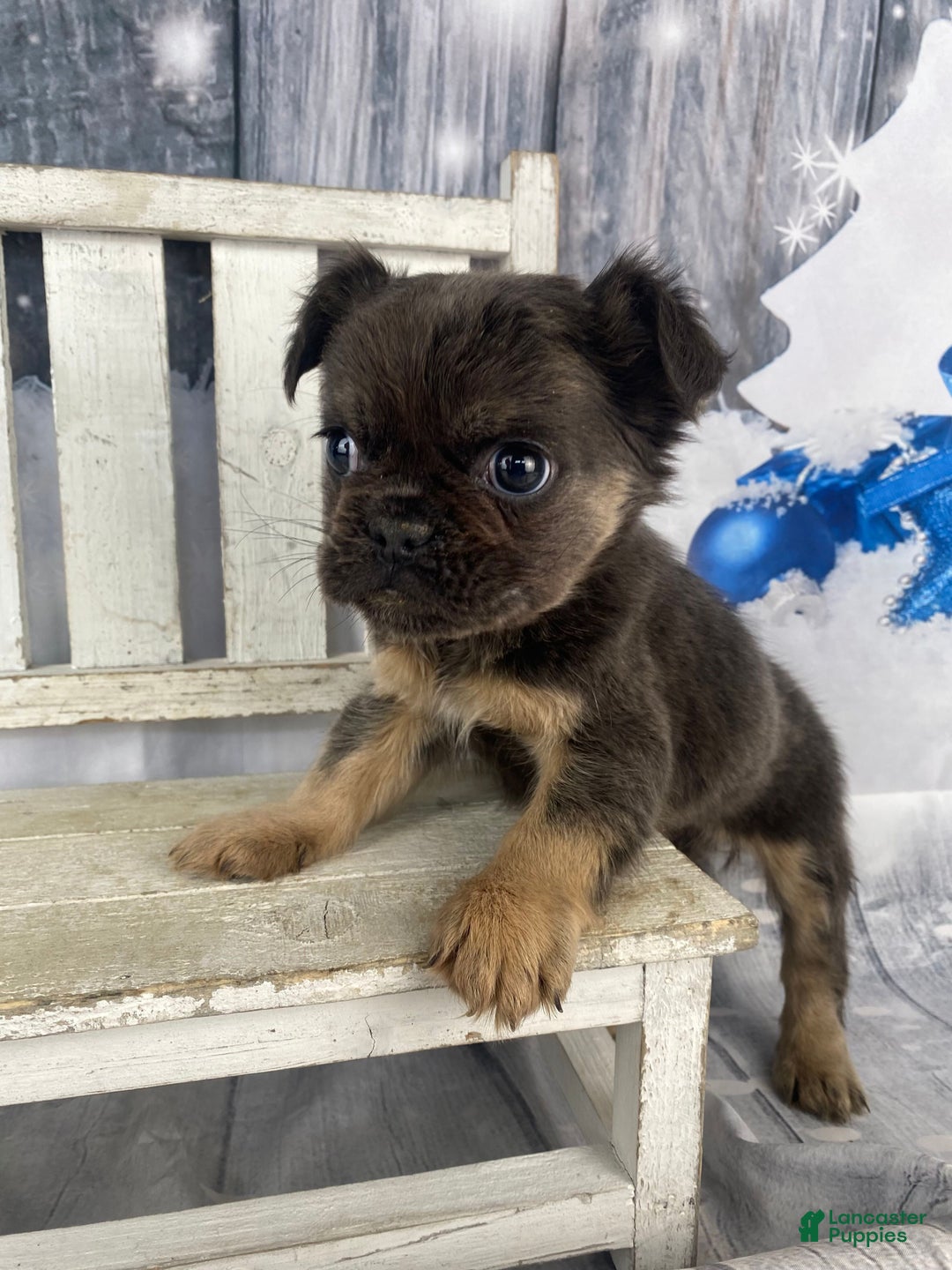 French Bulldog dogs for sale: Laken - Ad 4