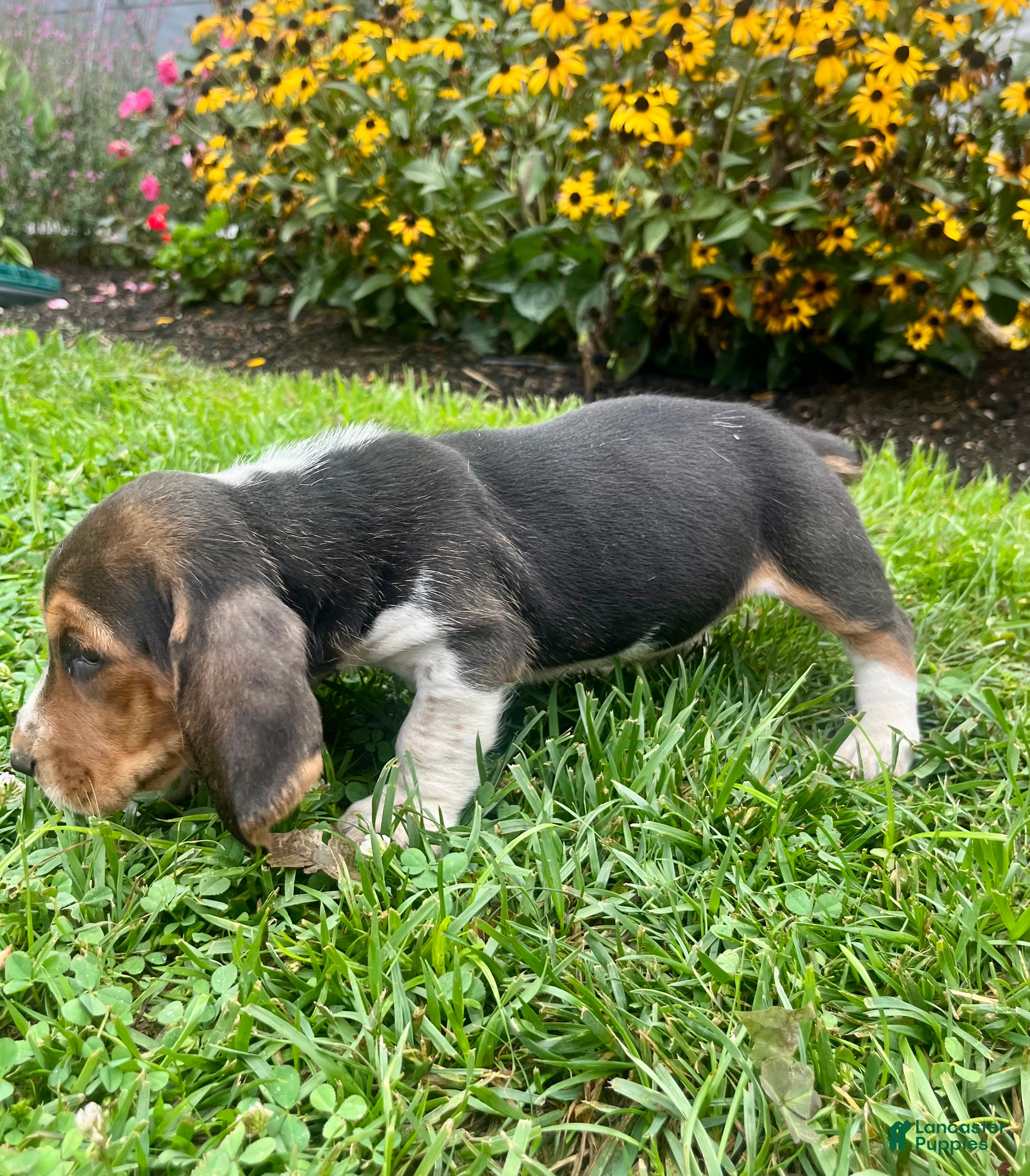 Basset Hound dogs Brandy❤️AKC Registered - Ad 2