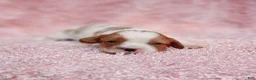 Cavalier King Charles Spaniel dogs for sale: AKC Rosie - Ad 2