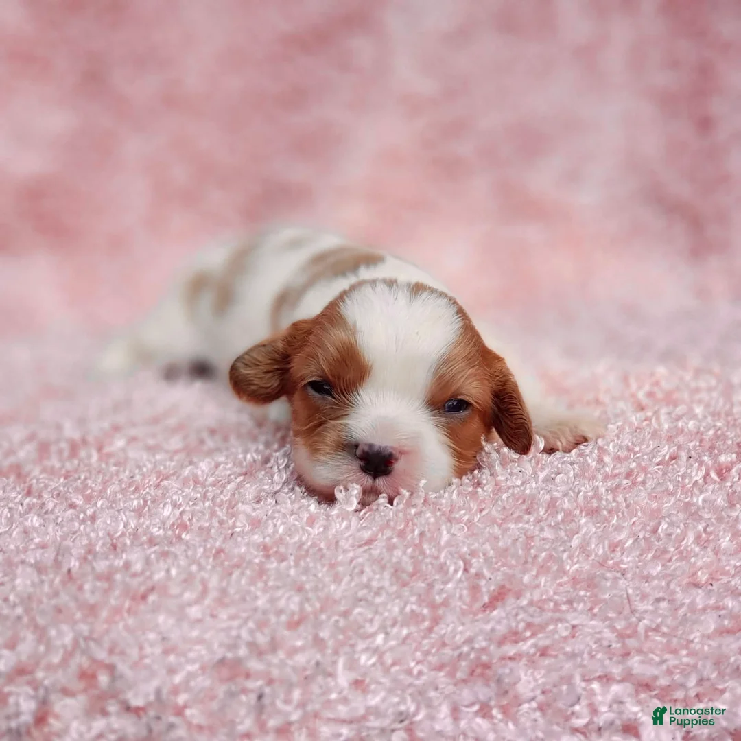 Cavalier King Charles Spaniel dogs for sale: AKC Rosie - Ad 2
