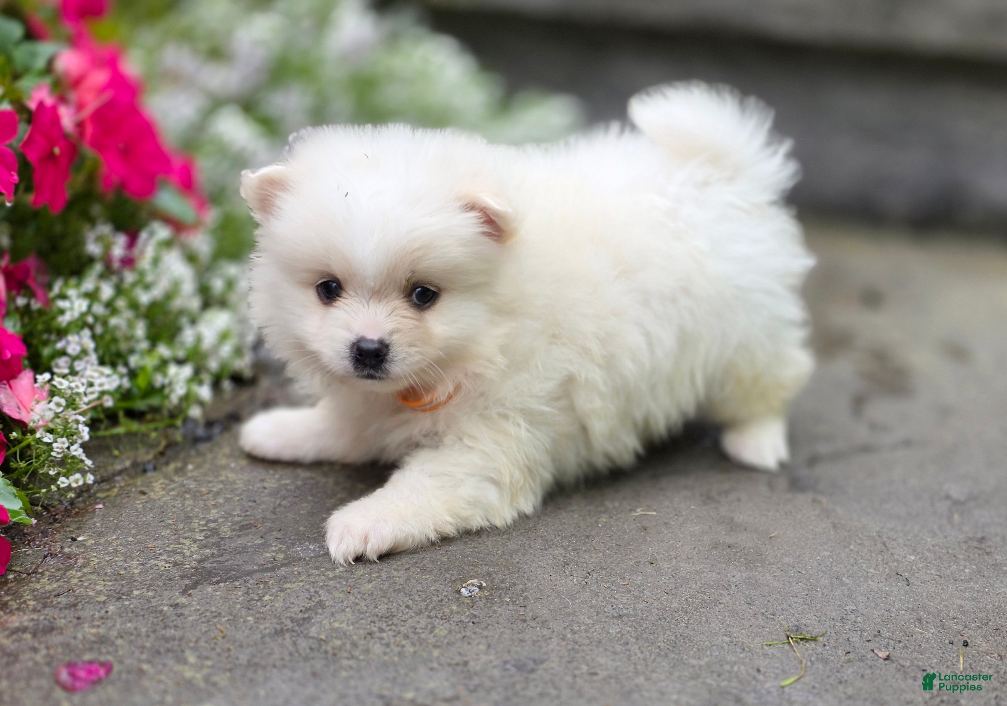 Pomeranian dogs Shiloh- Cream - Ad 1