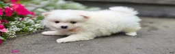 Pomeranian dogs for sale: Shiloh- Cream - Ad 1