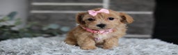 Maltipoo dogs for sale: Joy  - Ad 11