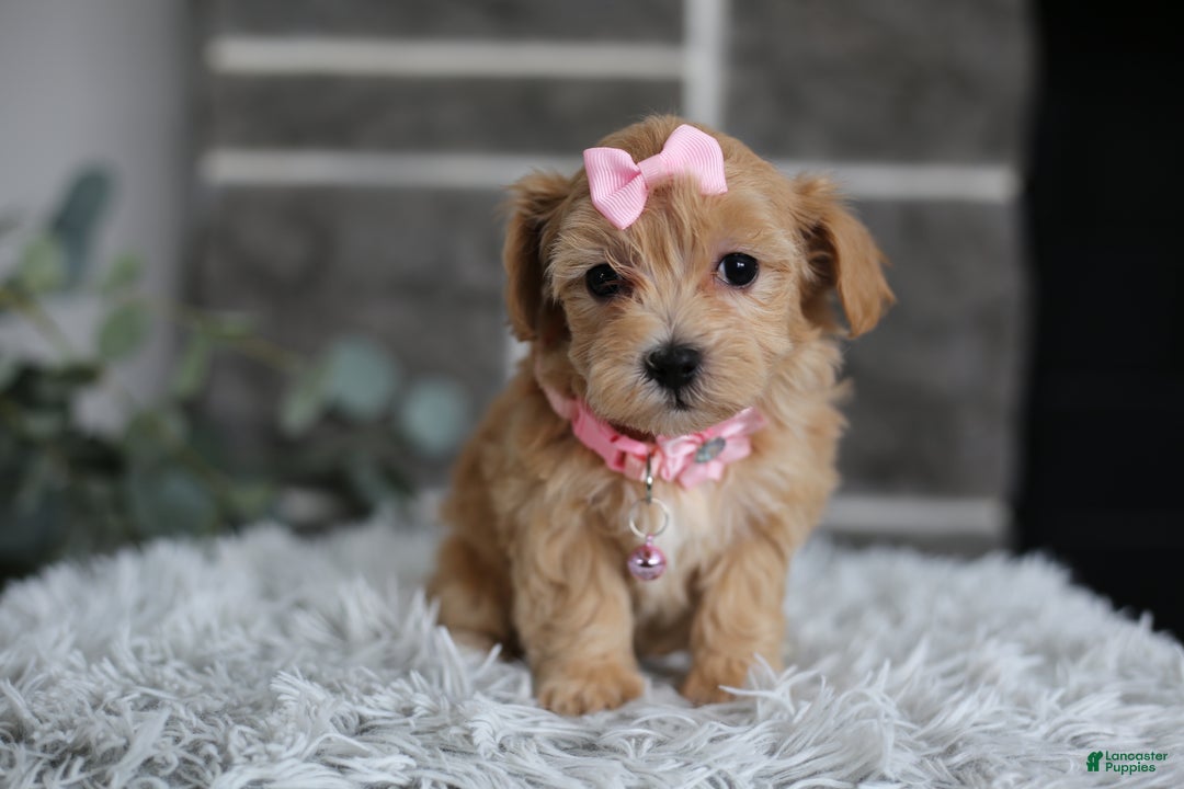 Maltipoo dogs for sale: Joy  - Ad 11