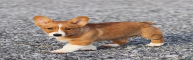 Kyler Welsh Corgi Pembroke