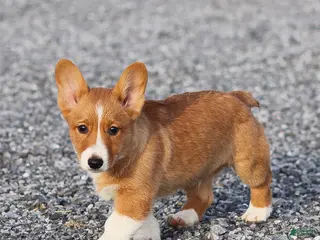 Welsh Corgi Pembroke dogs Kyler Welsh Corgi Pembroke - Ad 37