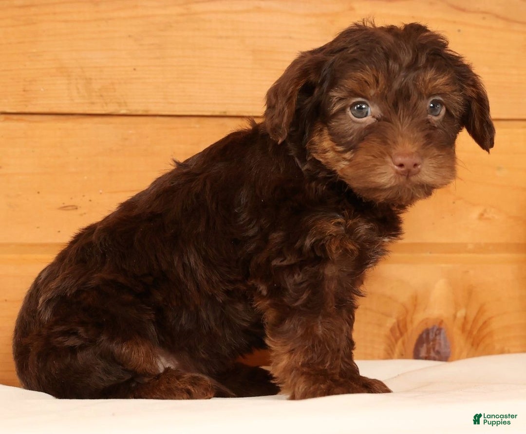 Yorkiepoo dogs for sale: Drew - Ad 7