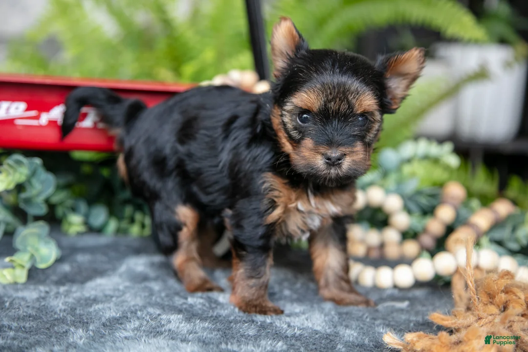 Yorkshire Terrier dogs for sale: Chanel - Ad 2
