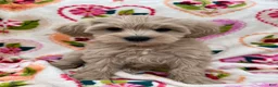 Miniature Schnauzer dogs for sale: Cali - Ad 7