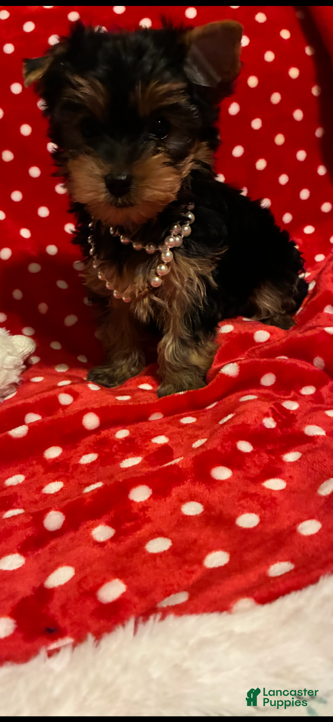 Yorkshire Terrier dogs for sale: Yorkshire Terrier Puppy 2 - Ad 4