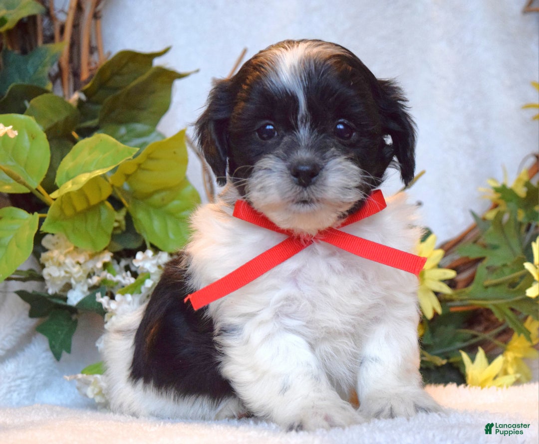 Teddy Bear dogs for sale: Bailey - Ad 8