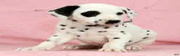 Dalmatian dogs for sale: Bandit - Ad 3