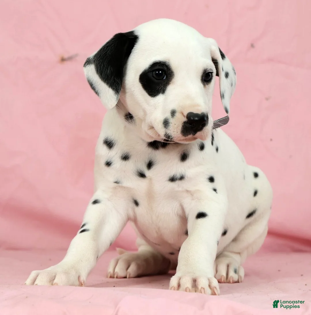 Dalmatian dogs for sale: Bandit - Ad 3