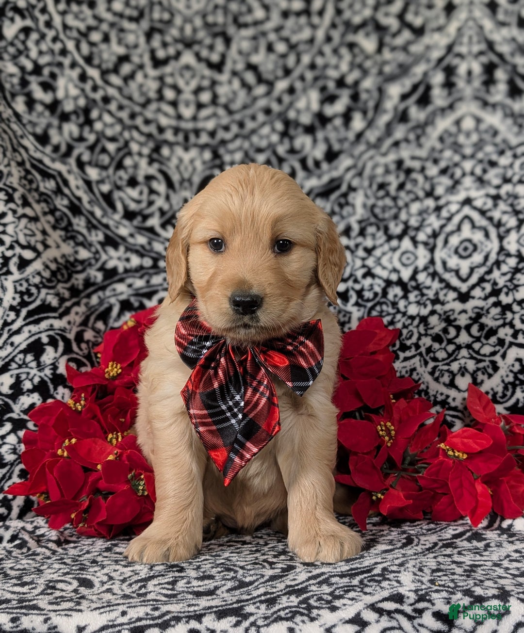 Golden Retriever dogs for sale: Boone - Ad 3