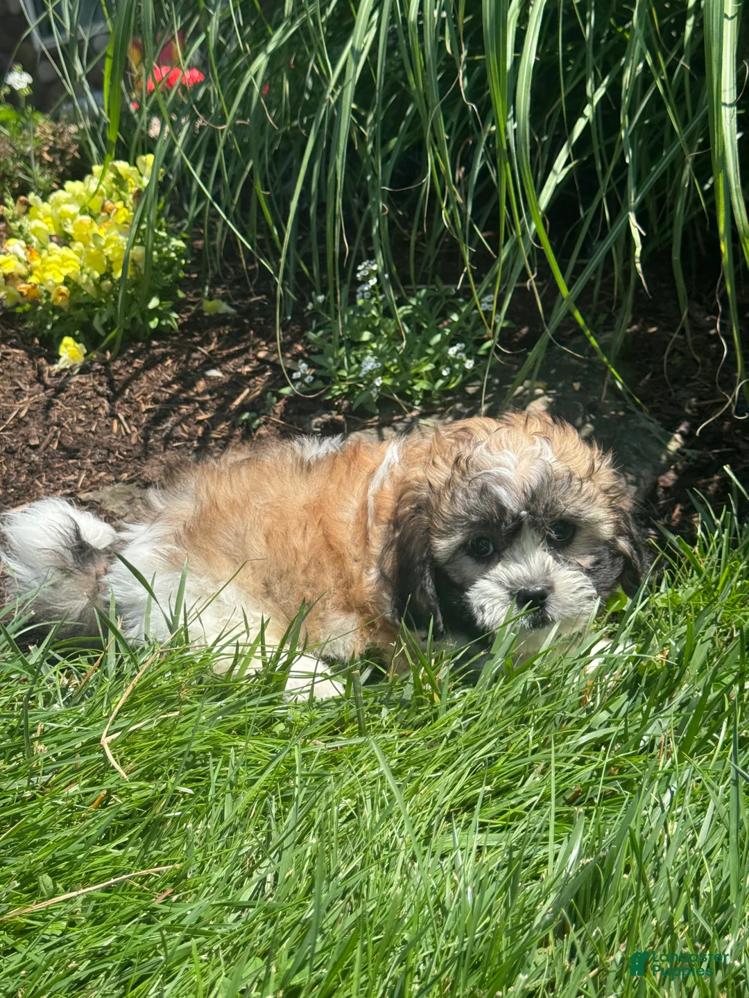 Teddy Bear dogs for sale: Jake - Ad 2